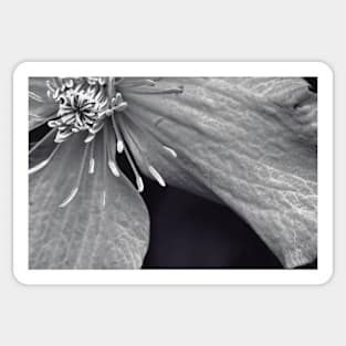 Clematis in Monochrome II Sticker